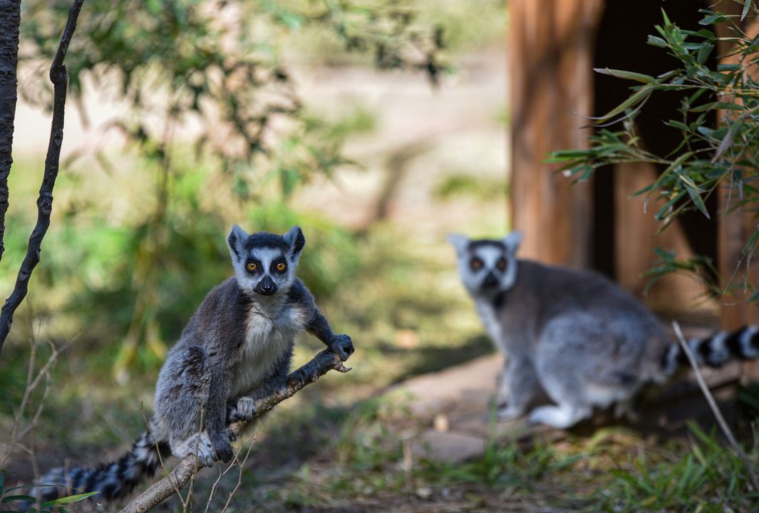 Antalya Doğal Yaşam Parkı'ndaki Lemurların Sabah Yogası 5