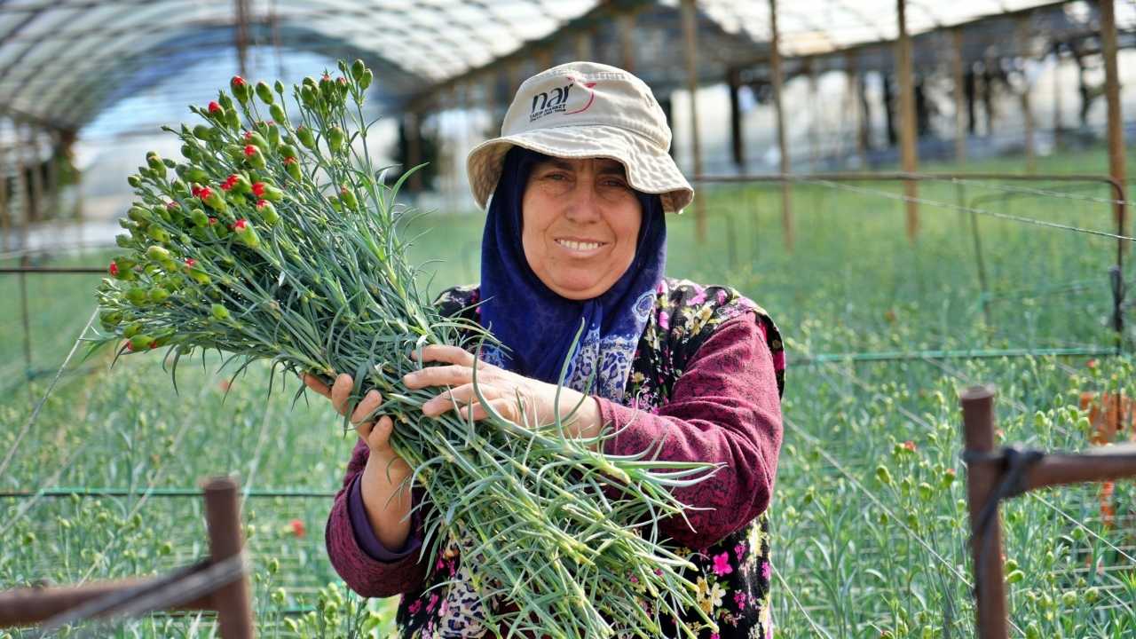 Antalya Kadınlar Günü İçin 80 Milyon Dal Karanfil İhraç Edecek 3