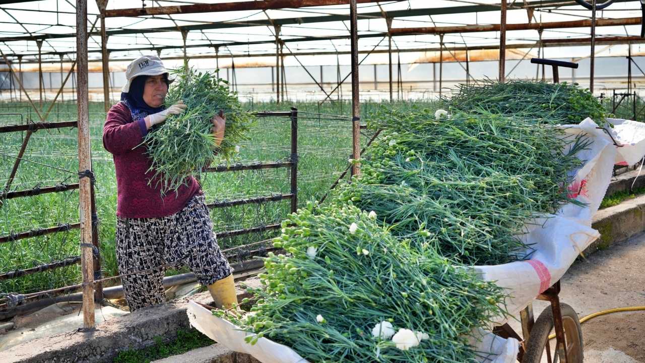 Antalya Kadınlar Günü İçin 80 Milyon Dal Karanfil İhraç Edecek 5