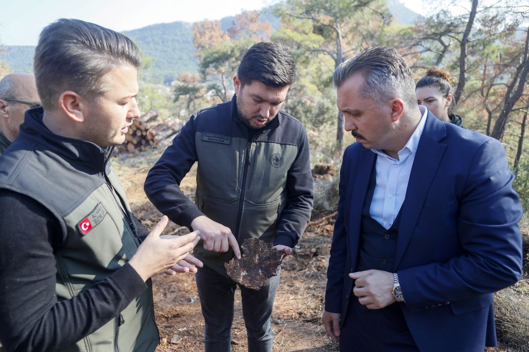 Antalya Ormanlarında Böcek Tehlikesi! 1 Ağacı 15 Günde Kurutuyorlar 6