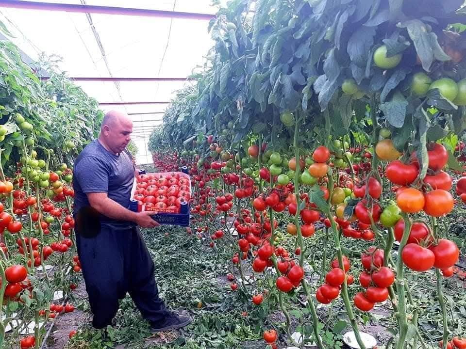 Antalya'da Çiftçi Üretirken Batıyor! 2