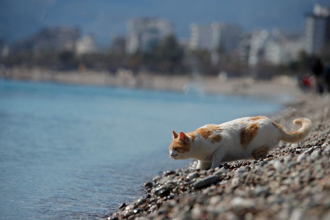 Antalya'da Isınmak İçin Denize Girdiler 5