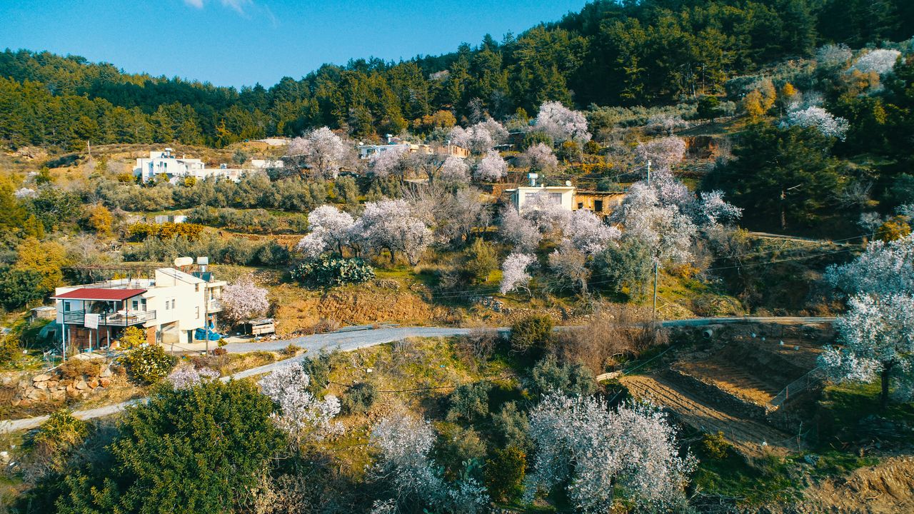 Antalya'da Kiraz Ve Bademler Güneşe Kandı! Üretici Korku İçinde 2