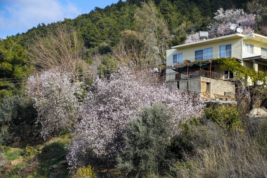 Antalya'da Kiraz Ve Bademler Güneşe Kandı! Üretici Korku İçinde 3