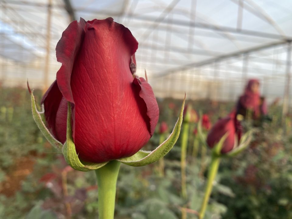 Antalya'da Sevgililer Günü İçin Gül Hasadı Başladı! Demeti El Yakıyor 2