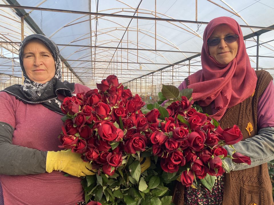 Antalya'da Sevgililer Günü İçin Gül Hasadı Başladı! Demeti El Yakıyor 3 (2)