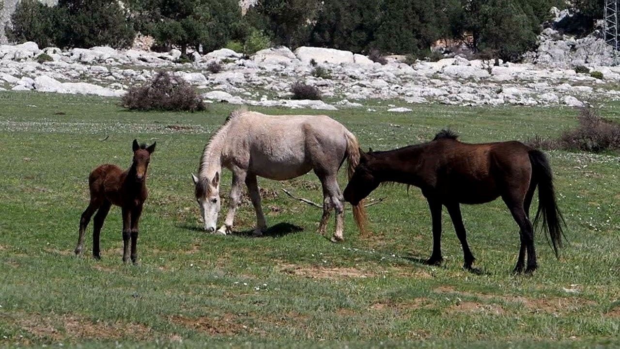 Antalya'nın Yılkı Atları İbradı'da Dronla Görüntülendi  2