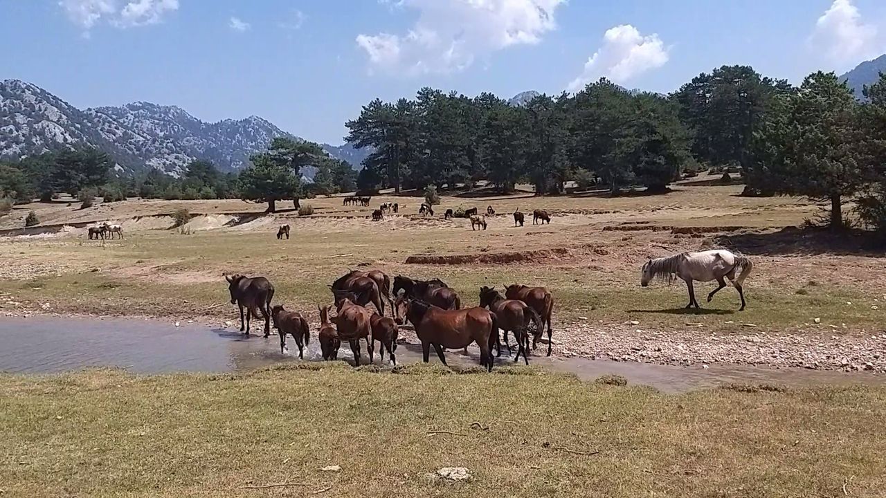 Antalya'nın Yılkı Atları İbradı'da Dronla Görüntülendi  4