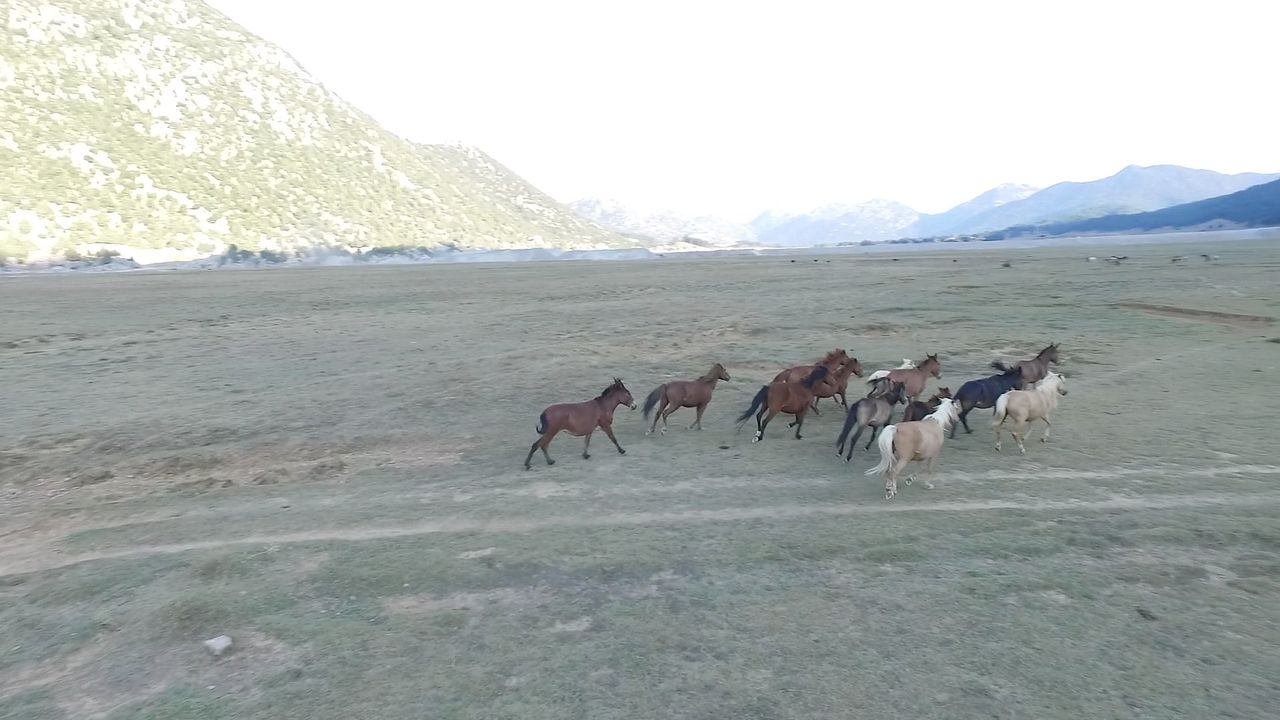 Antalya'nın Yılkı Atları İbradı'da Dronla Görüntülendi  5