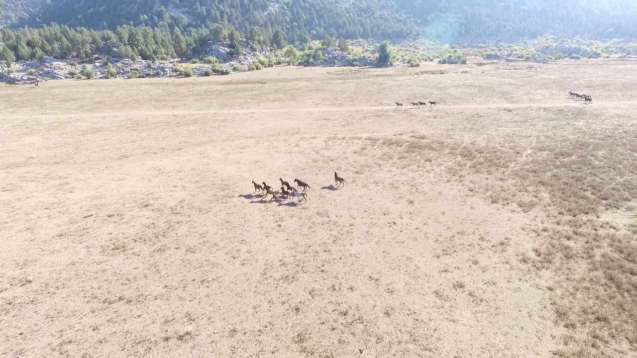 Antalya'nın Yılkı Atları İbradı'da Dronla Görüntülendi  6