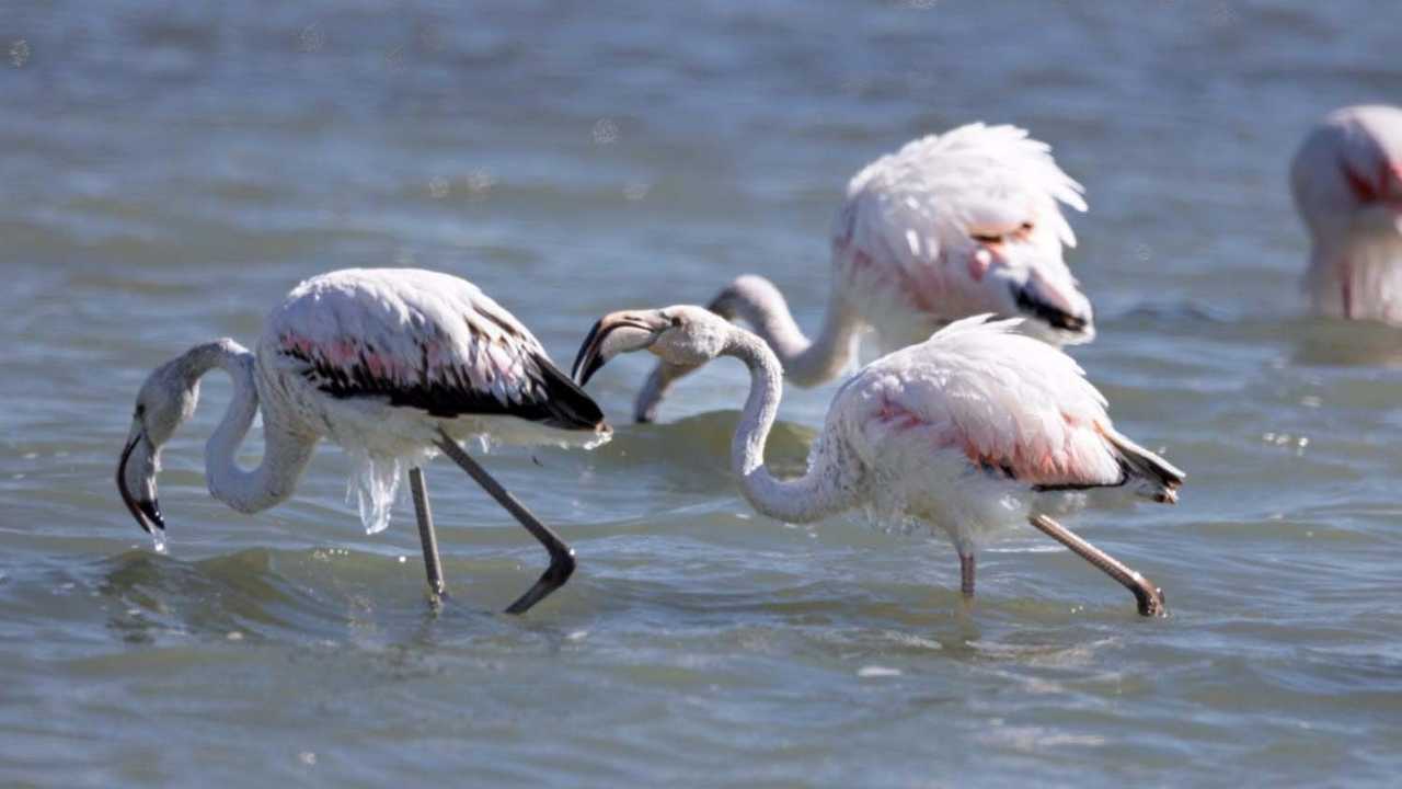 Eğirdir Gölü'ndeki Flamingolarda Buz Sarkıtları Oluştu 2