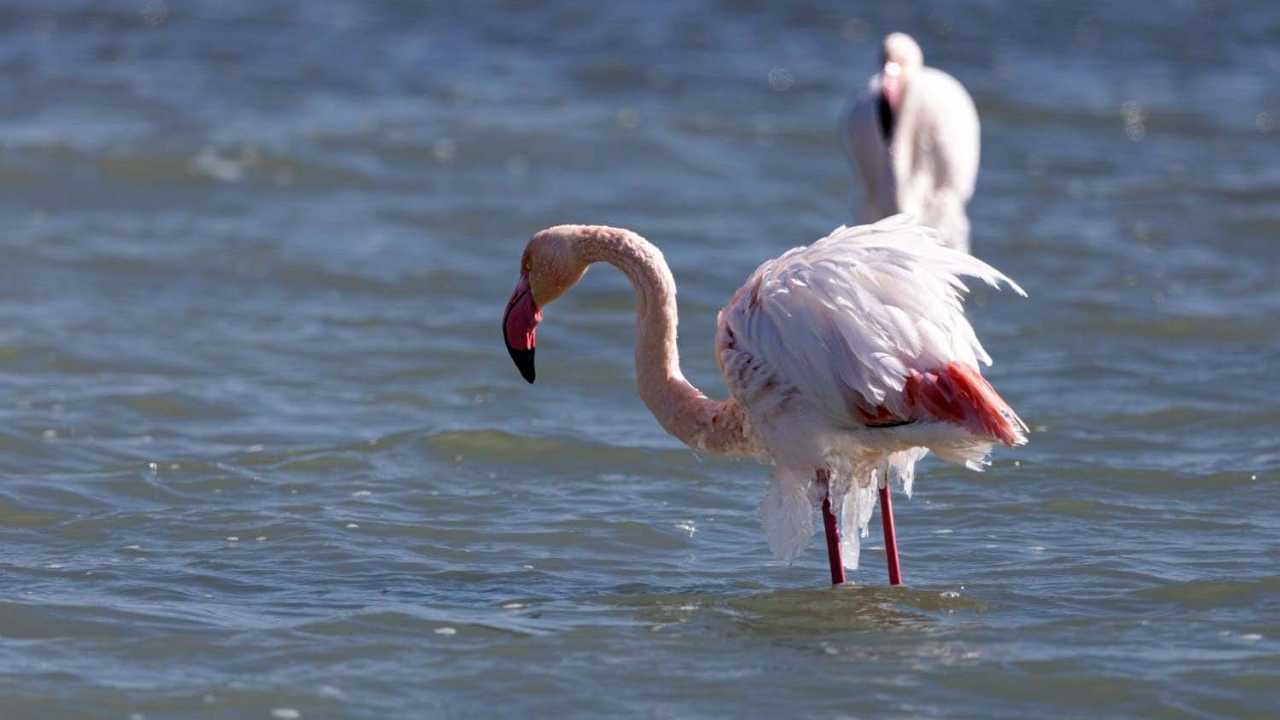 Eğirdir Gölü'ndeki Flamingolarda Buz Sarkıtları Oluştu 3