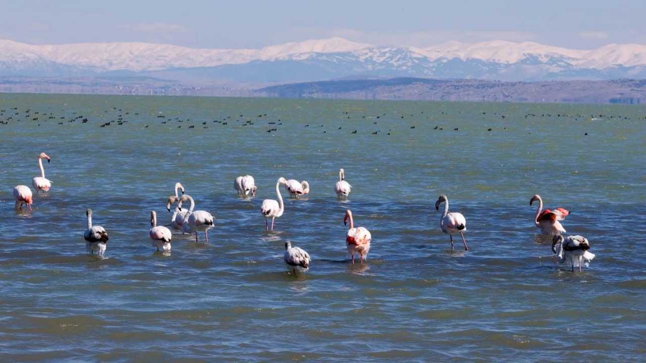 Eğirdir Gölü'ndeki Flamingolarda Buz Sarkıtları Oluştu 4