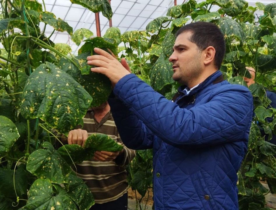 Gazipaşa'da Çiftçilere Biyolojik Mücadele Desteği 3