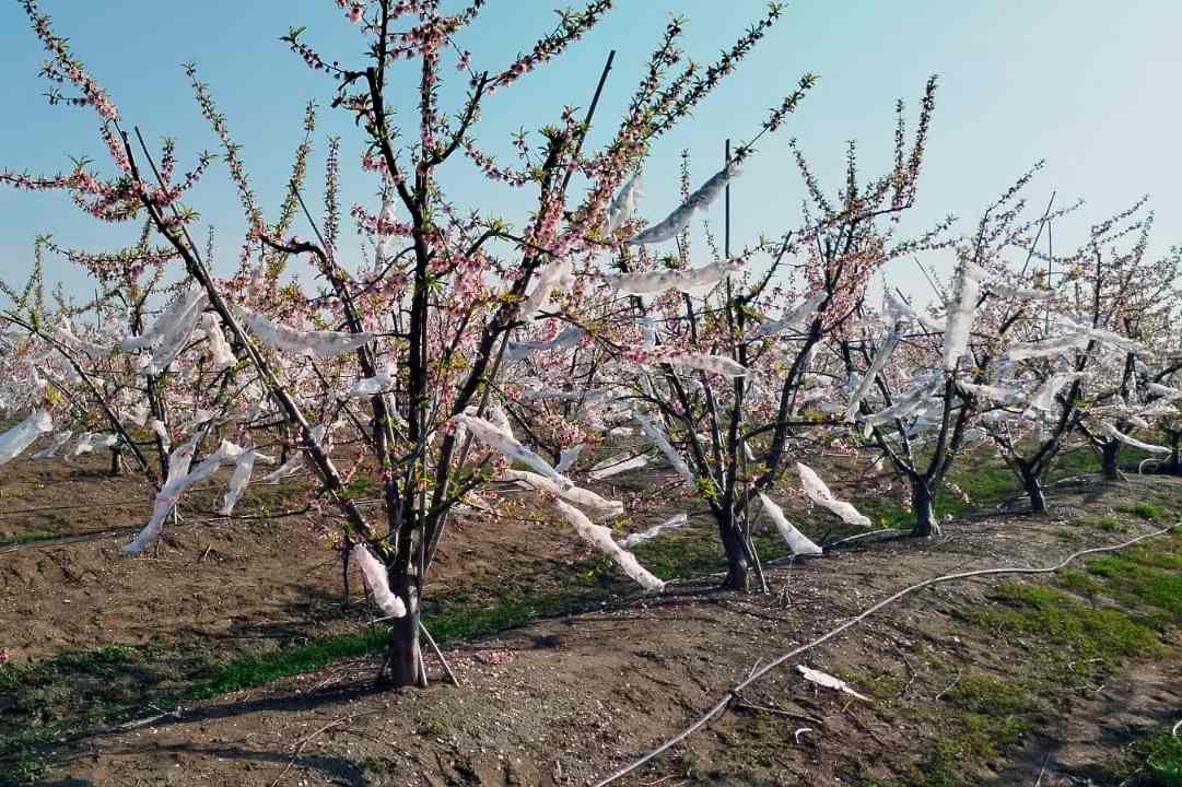 Mersinli Şeftali Üreticisi ‘Don Tülü’ ile Ağaçlarını Koruyor!