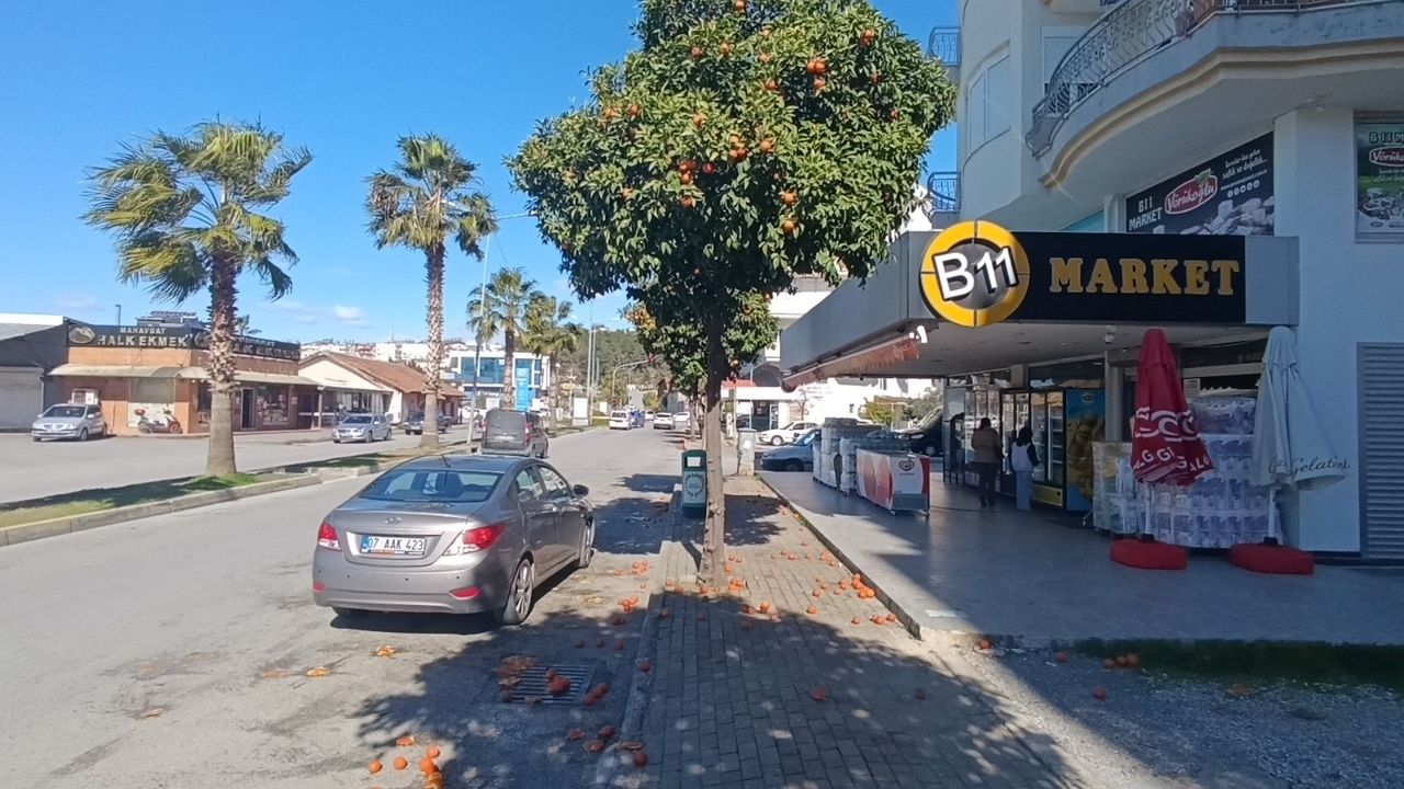 Şiddetli Fırtına Manavgat'taki Turunçlara Zarar Verdi 2