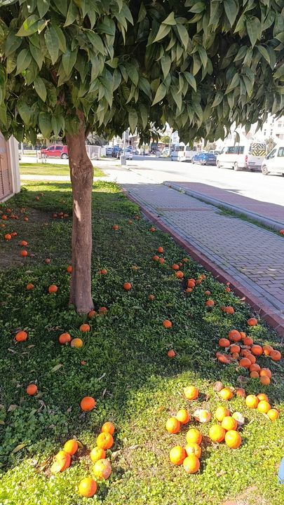 Şiddetli Fırtına Manavgat'taki Turunçlara Zarar Verdi 3