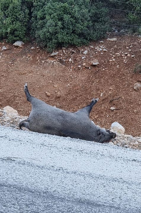 Tçd Antalya Korkuteli Yolunda Yaban Hayvanları İçin Koridor İstedi 2