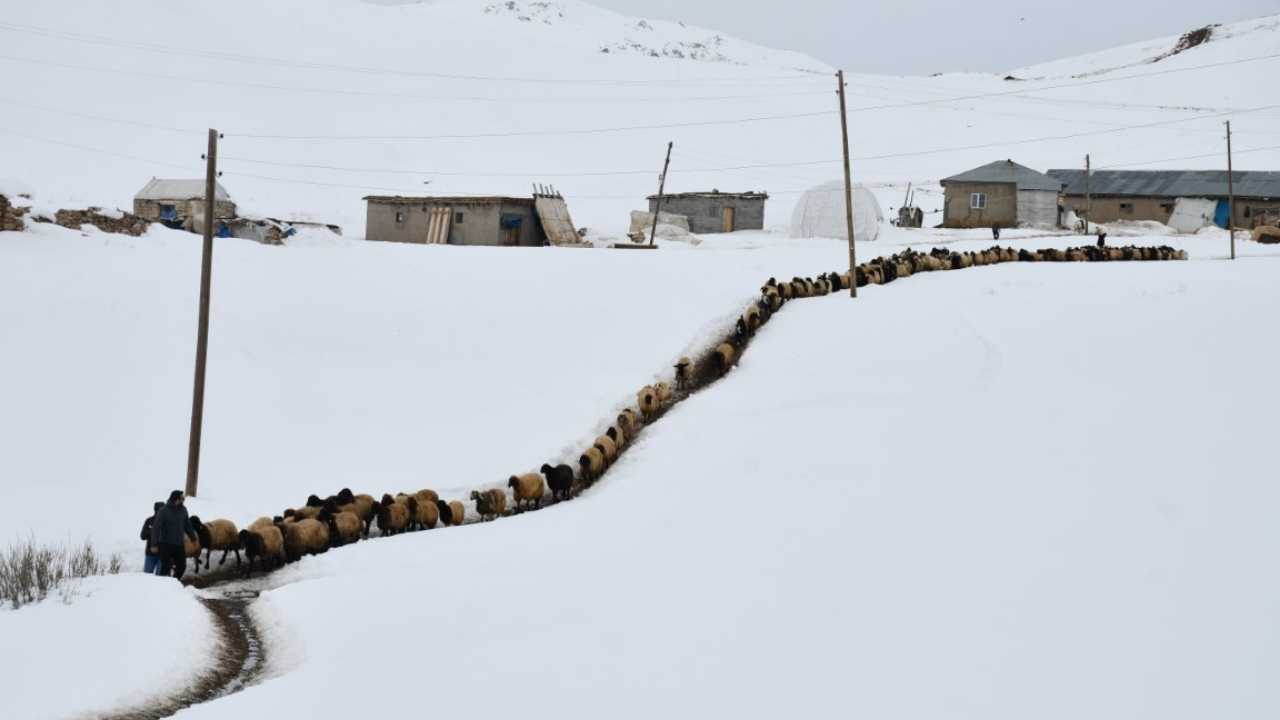 20 Yıldır Dağdan İnmeyen Çobanın Hayali Antalya'yı Görmek  2