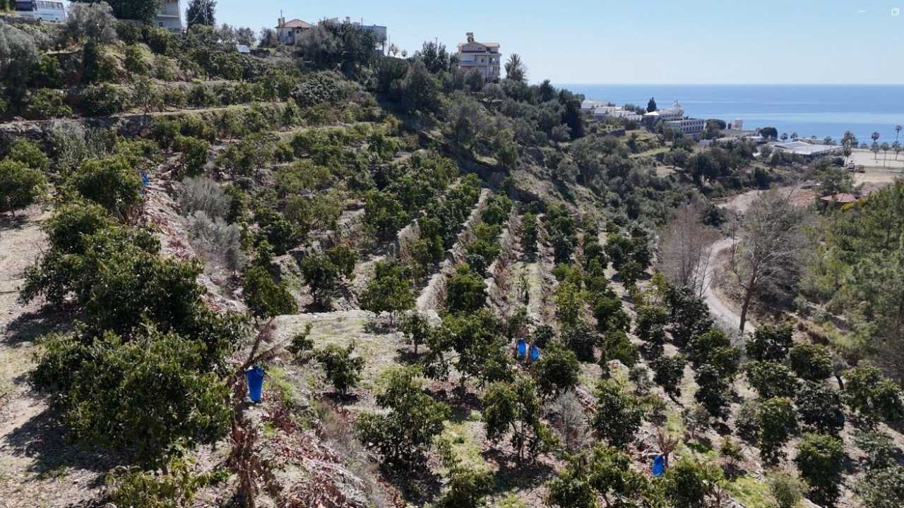 Alanya'da Üreticilerin Avokado Sevinci 2