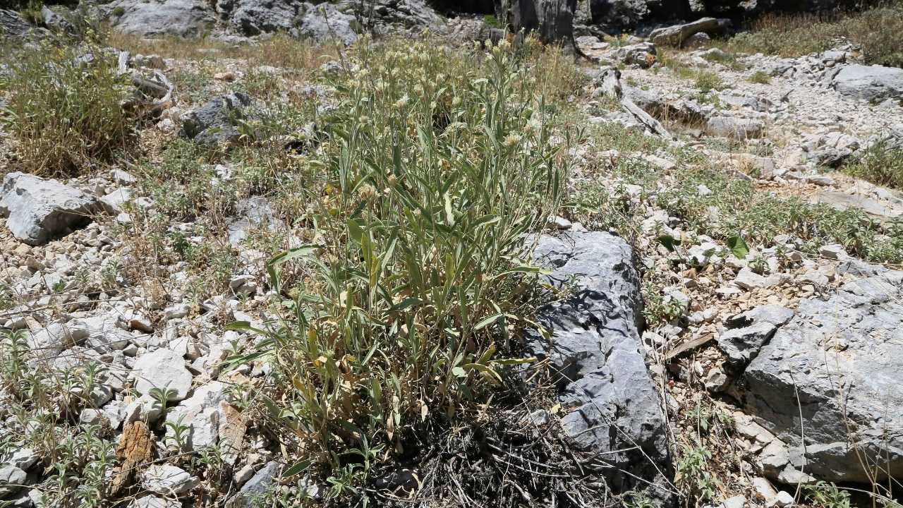 Antalya Akseki'de Yeni Endemik Bitki Keşfedildi  2