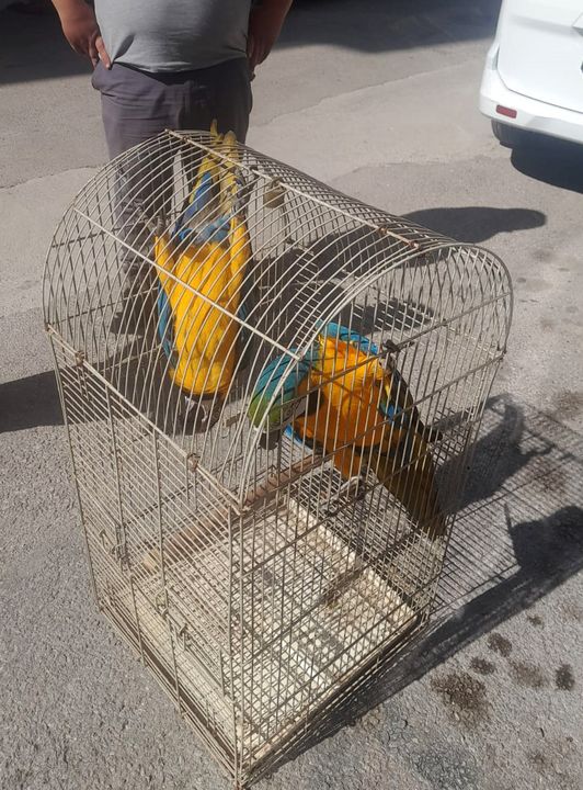 Antalya'da Kaçak Macaw Satışına Rekor Ceza 2