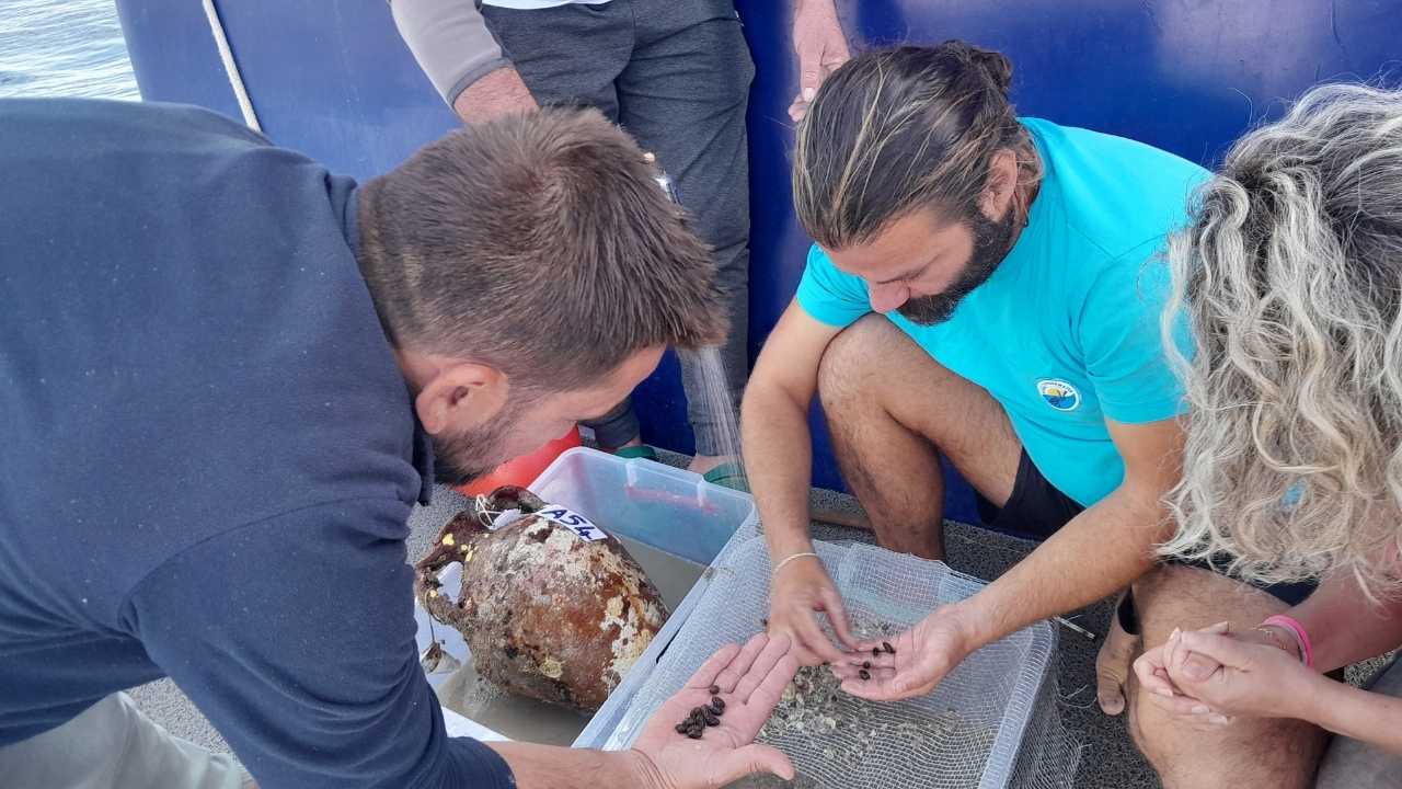 Antalya'daki Batıktan 1100 Yıllık Zeytin Çekirdekleri Çıkarıldı 3