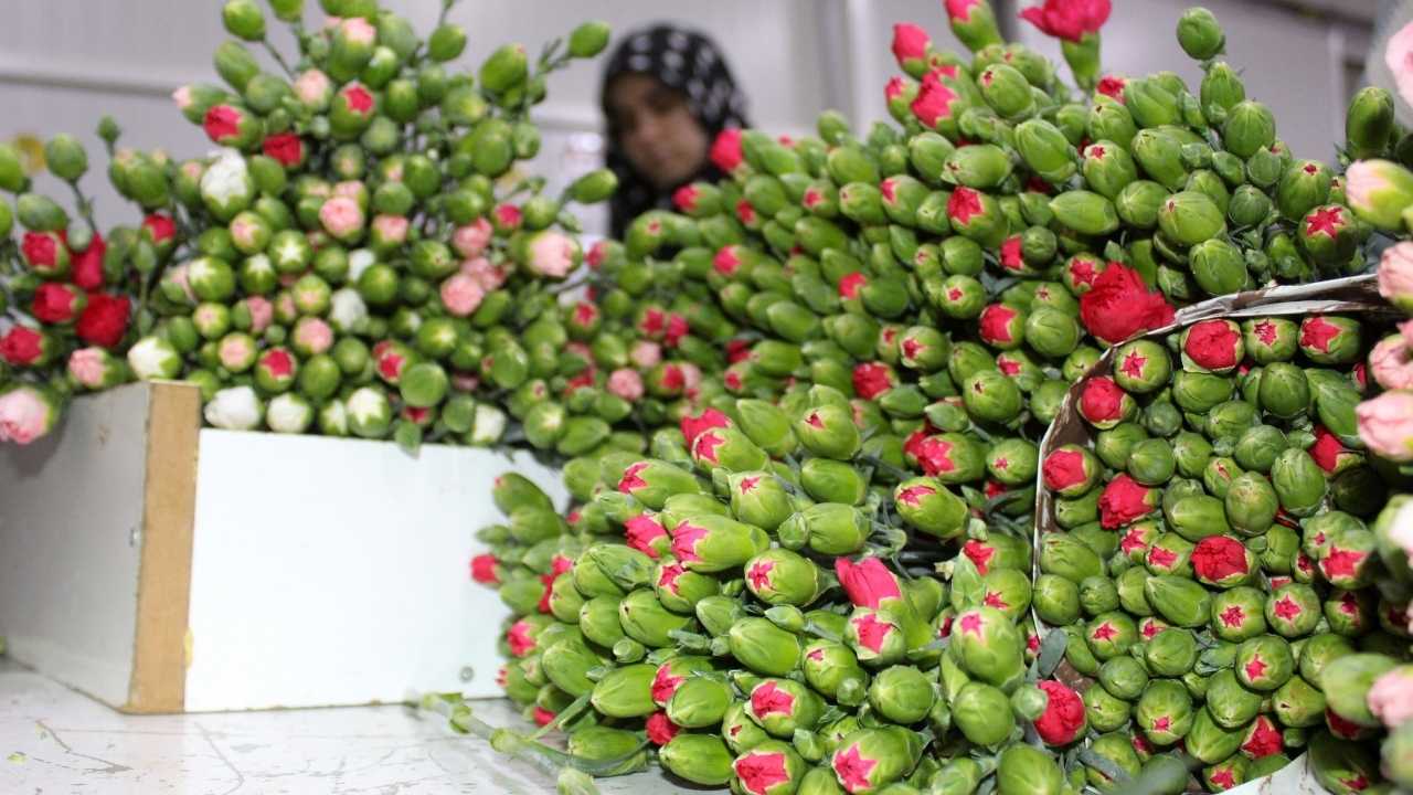 Antalya'dan 8 Mart İçin 75 Milyon Dal Çiçek İhraç Edildi 4