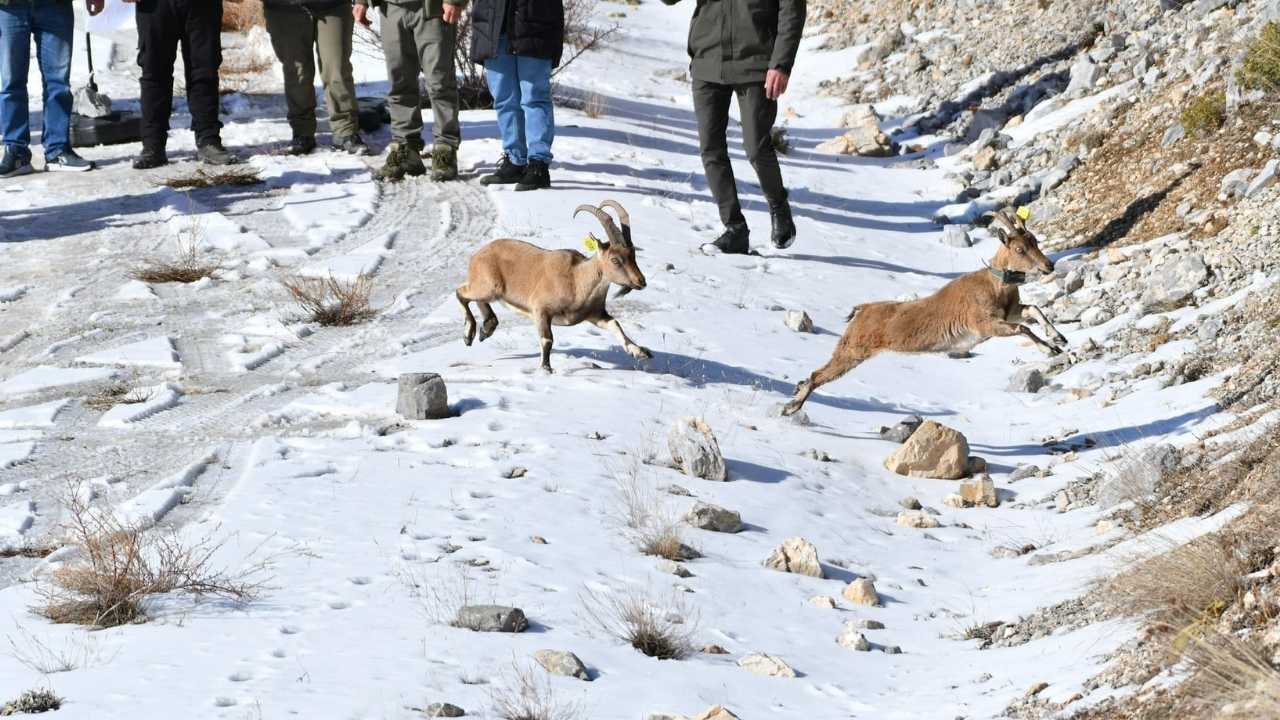 Düzlerçamı'ndan Afyonkarahisar'a 7 Yaban Keçisi Gönderildi 2