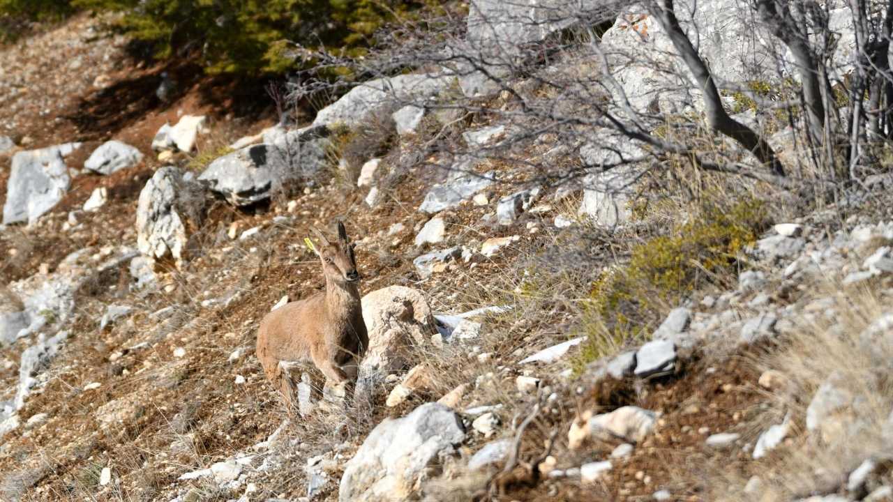 Düzlerçamı'ndan Afyonkarahisar'a 7 Yaban Keçisi Gönderildi 3