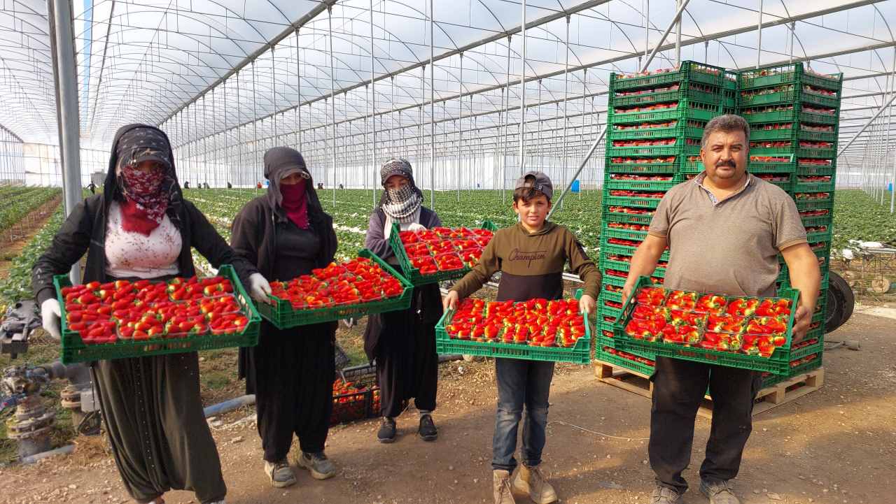 Mersin’de Üretilen Çilekler Rusya’ya İhraç Ediliyor 2