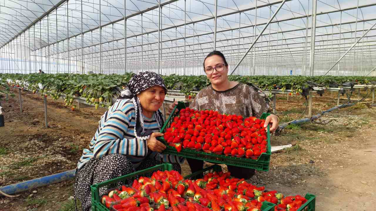 Mersin’de Üretilen Çilekler Rusya’ya İhraç Ediliyor 3