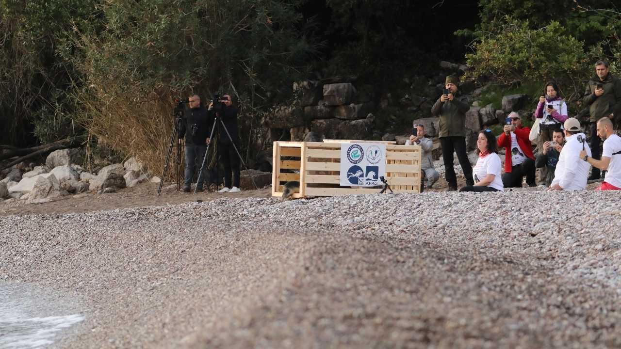 Yavru Akdeniz Foku Kemer'de Akdeniz'e Bırakıldı 2