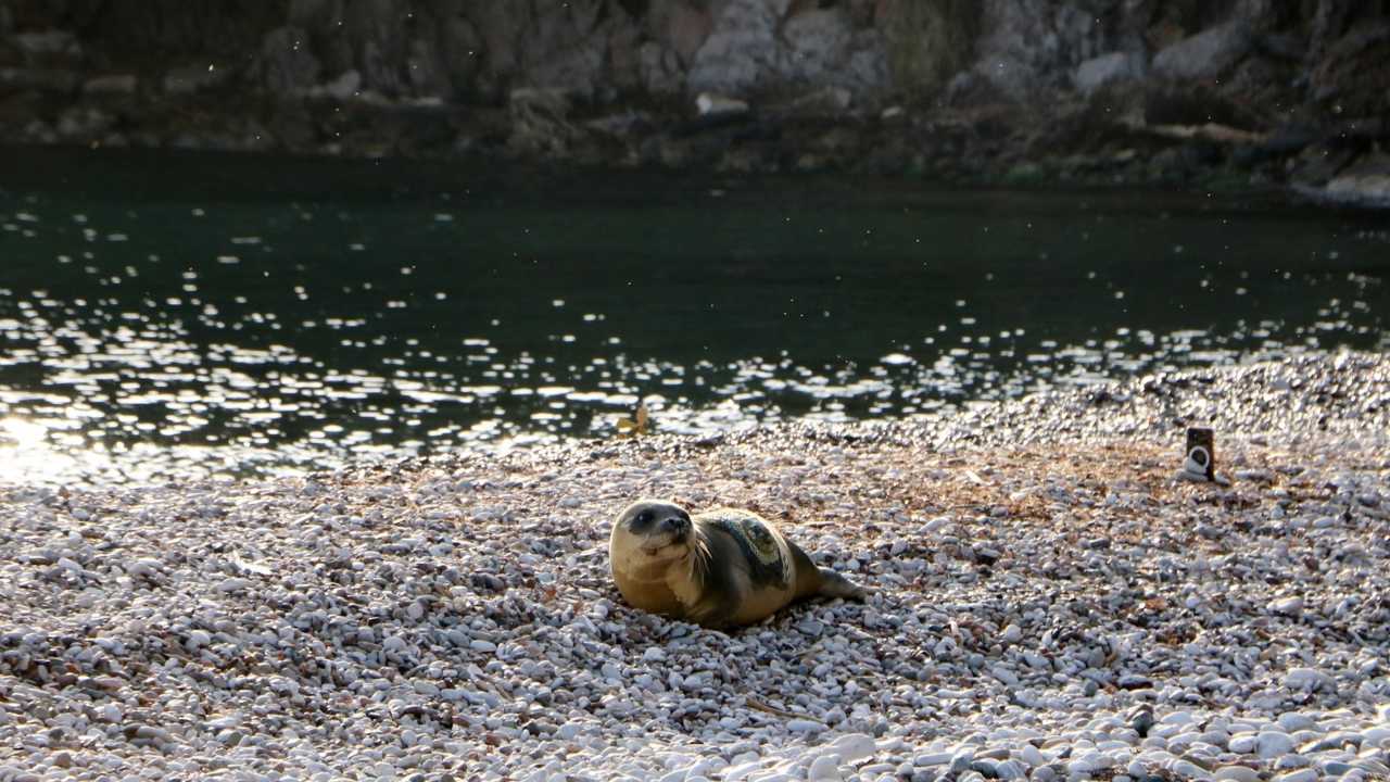 Yavru Akdeniz Foku Kemer'de Akdeniz'e Bırakıldı 3