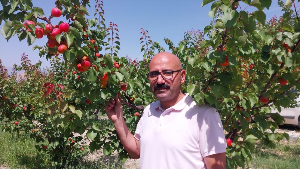 Mersin'de Kayısı Hasadı Zirveye Çıktı! 