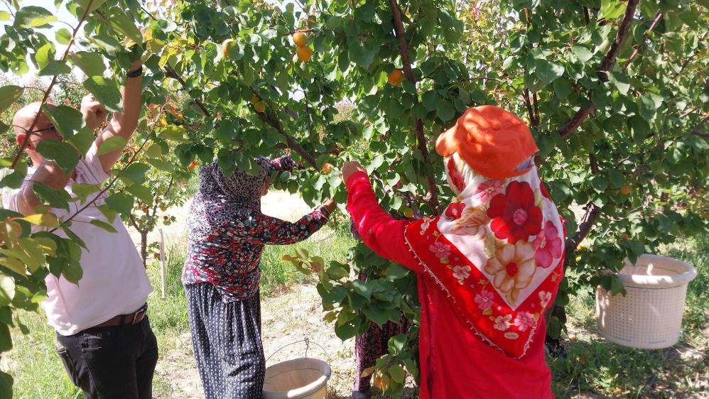 Mersin'de Kayısı Hasadı Zirveye Çıktı! 