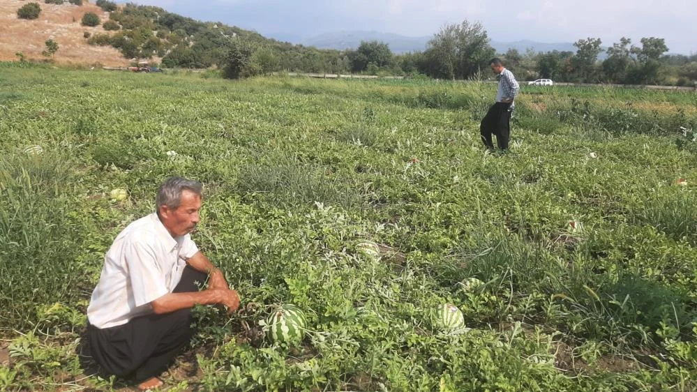 Kahramanmaraş'ta Kargalar Çiftçinin Karpuzlarını Yedi