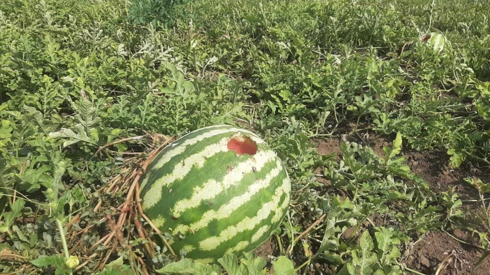 Kahramanmaraş'ta Kargalar Çiftçinin Karpuzlarını Yedi