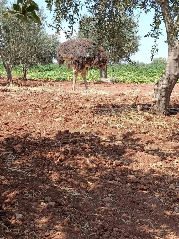 Sınırdan Kuş Uçurtmayan Türkiye'ye Suriye'den Kaçan Deve Kuşu Girdi