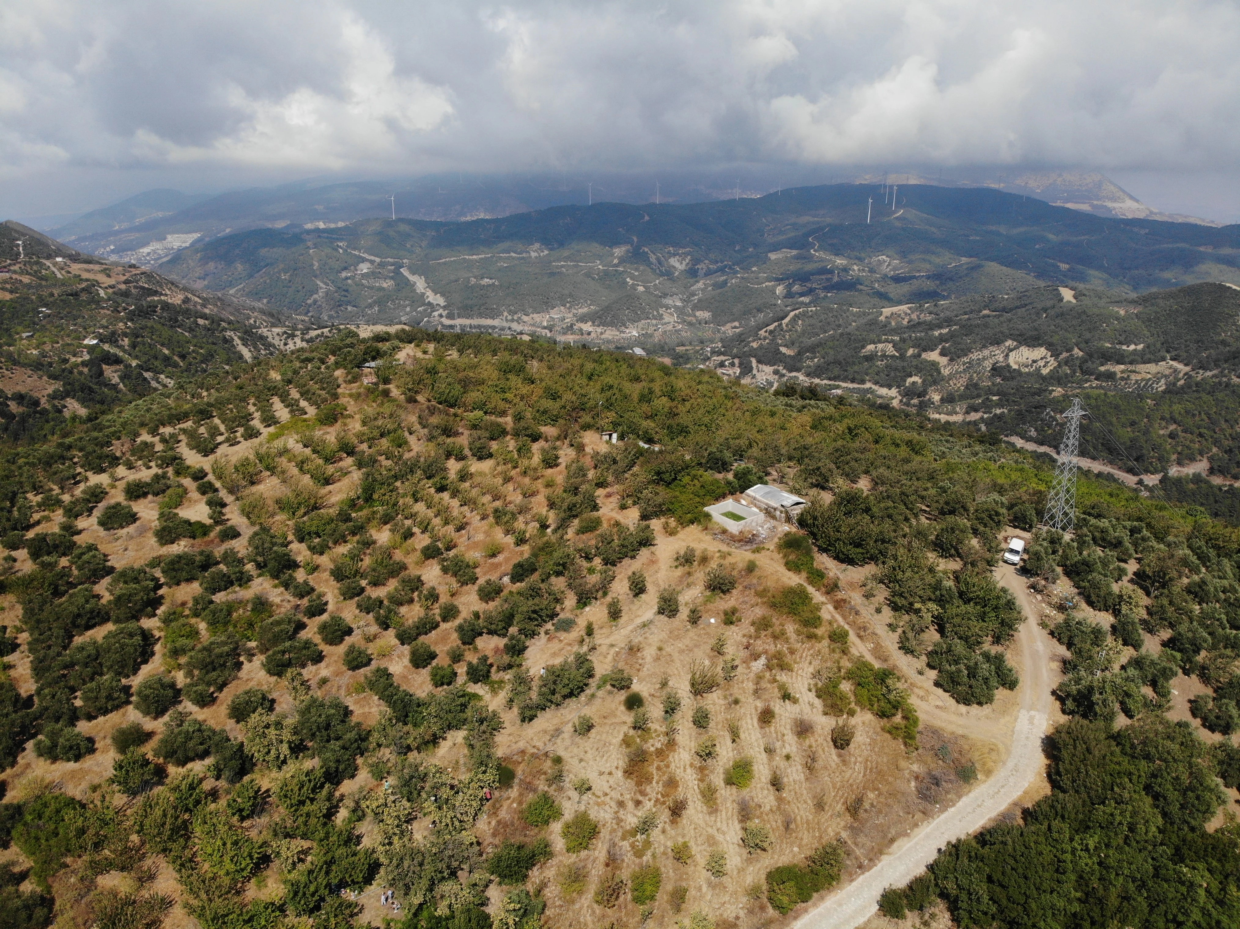 Hatay’da Alıç Hasadı Başladı! Kilogramı 200 TL’den Alıcı Buluyor