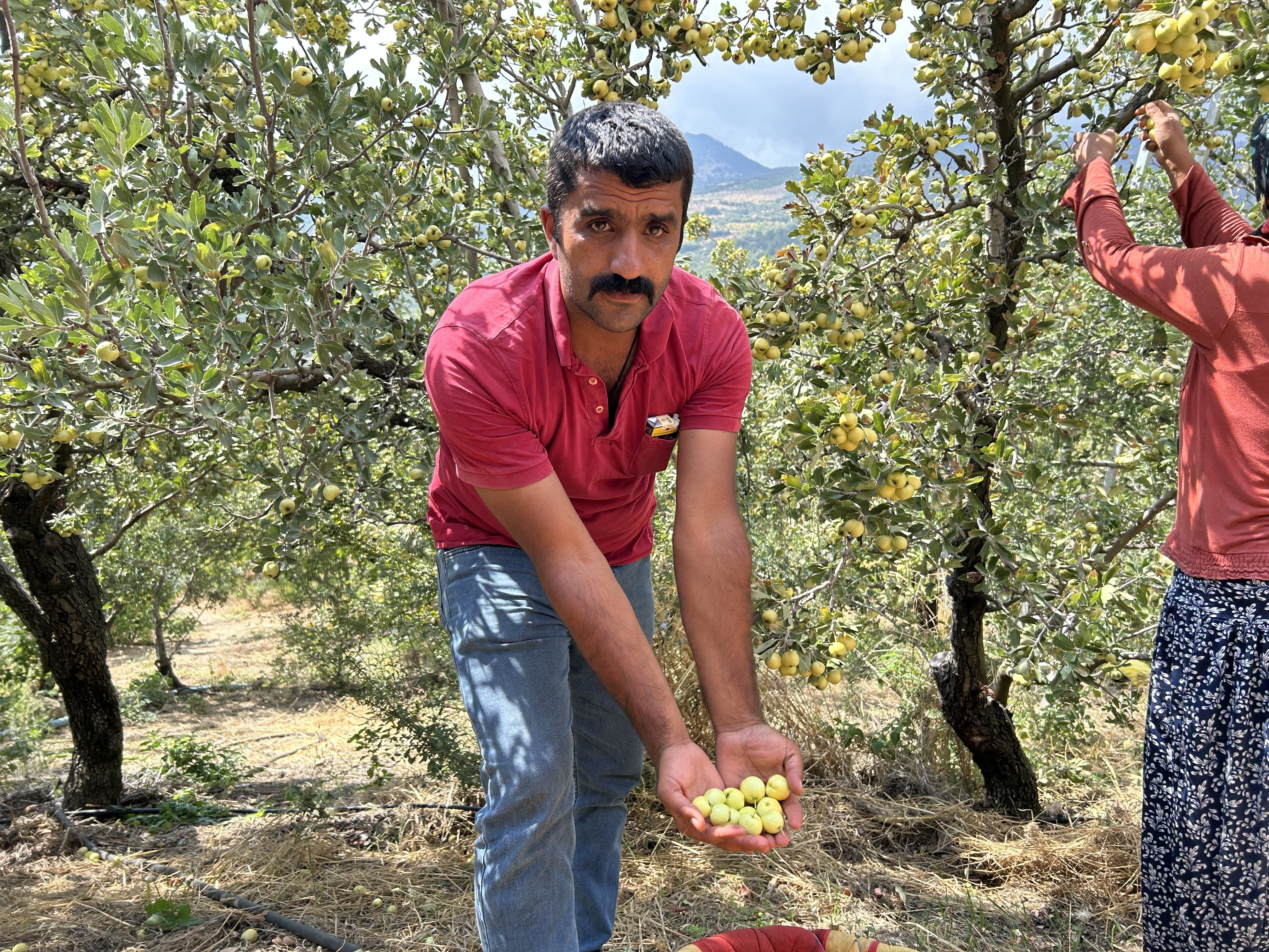 Hatay’da Alıç Hasadı Başladı! Kilogramı 200 TL’den Alıcı Buluyor