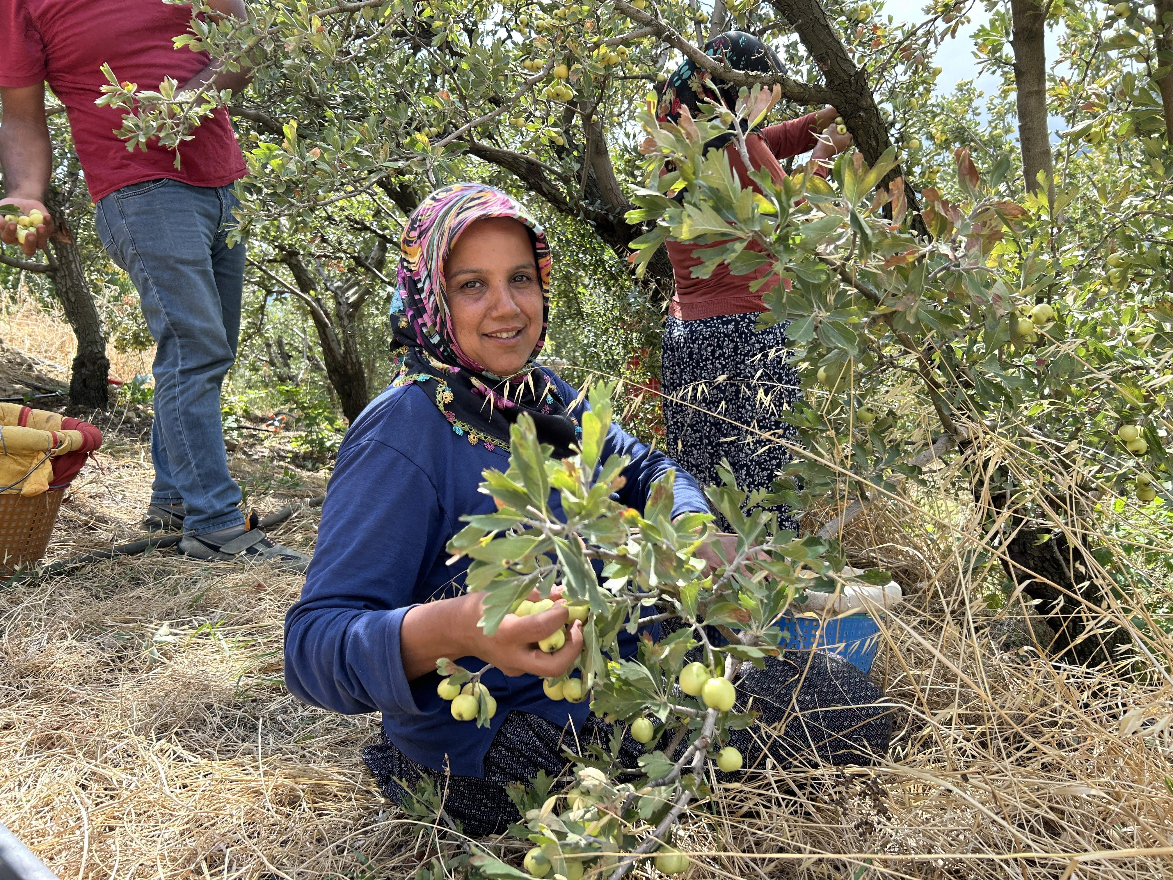 Hatay’da Alıç Hasadı Başladı! Kilogramı 200 TL’den Alıcı Buluyor