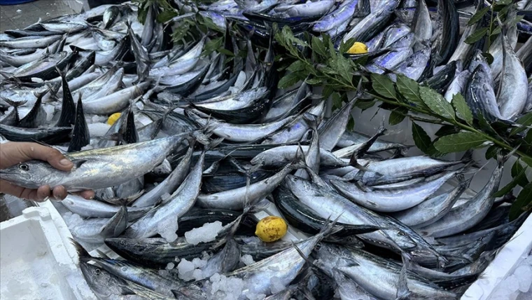 Palamut Fiyatları Karadeniz'de Fırtınalar Estiriyor