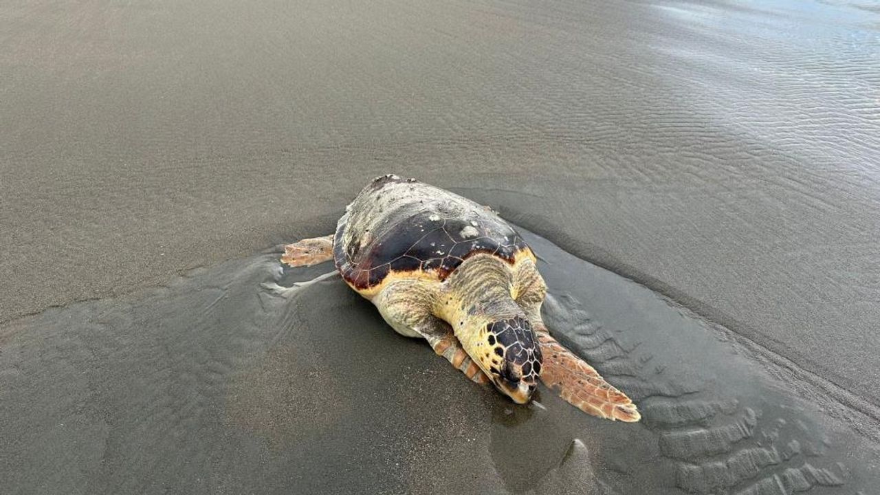 Tehlike altındaki caretta caretta türü kaplumbağa ölüsü bulundu!