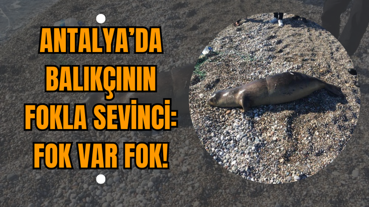 Antalya’da Balıkçının Fokla Sevinci: Fok Var Fok!