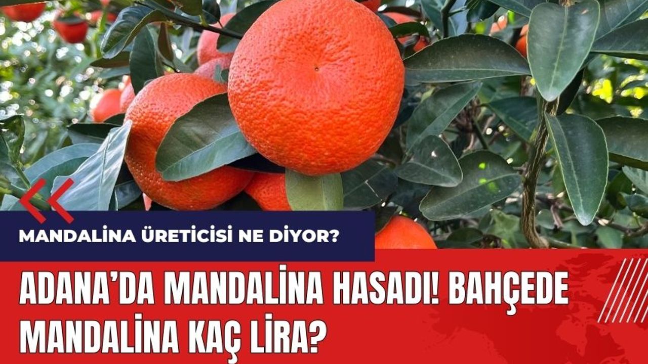 Adana'da mandalina hasadı! Bahçede mandalina kaç lira?