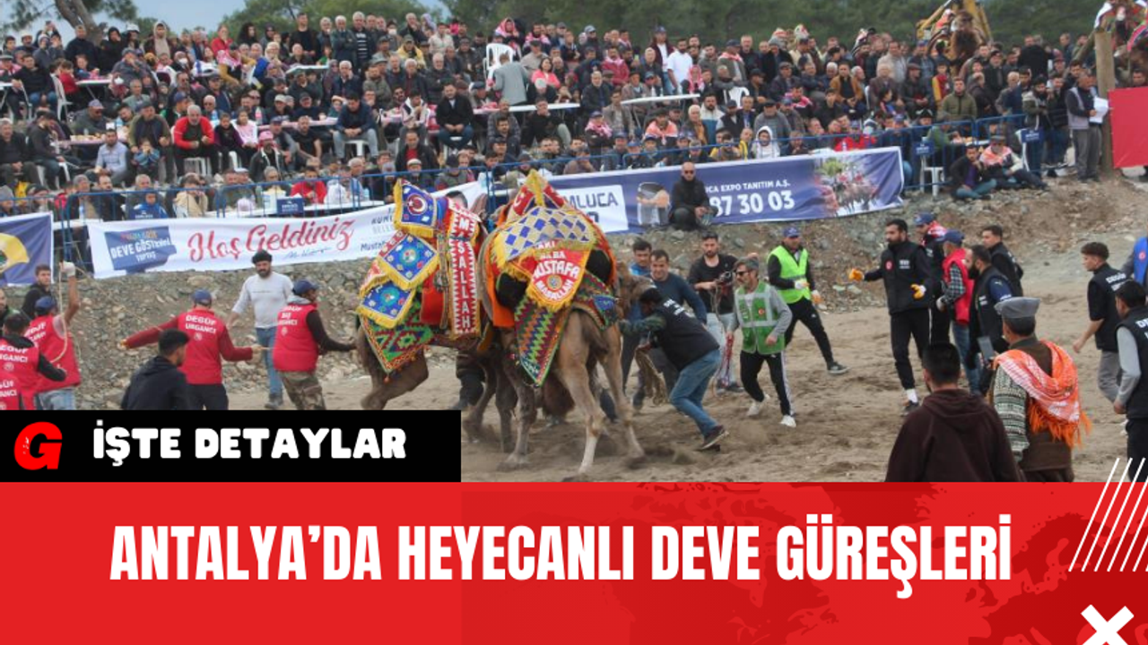 Antalya’da Heyecanlı Deve Güreşleri