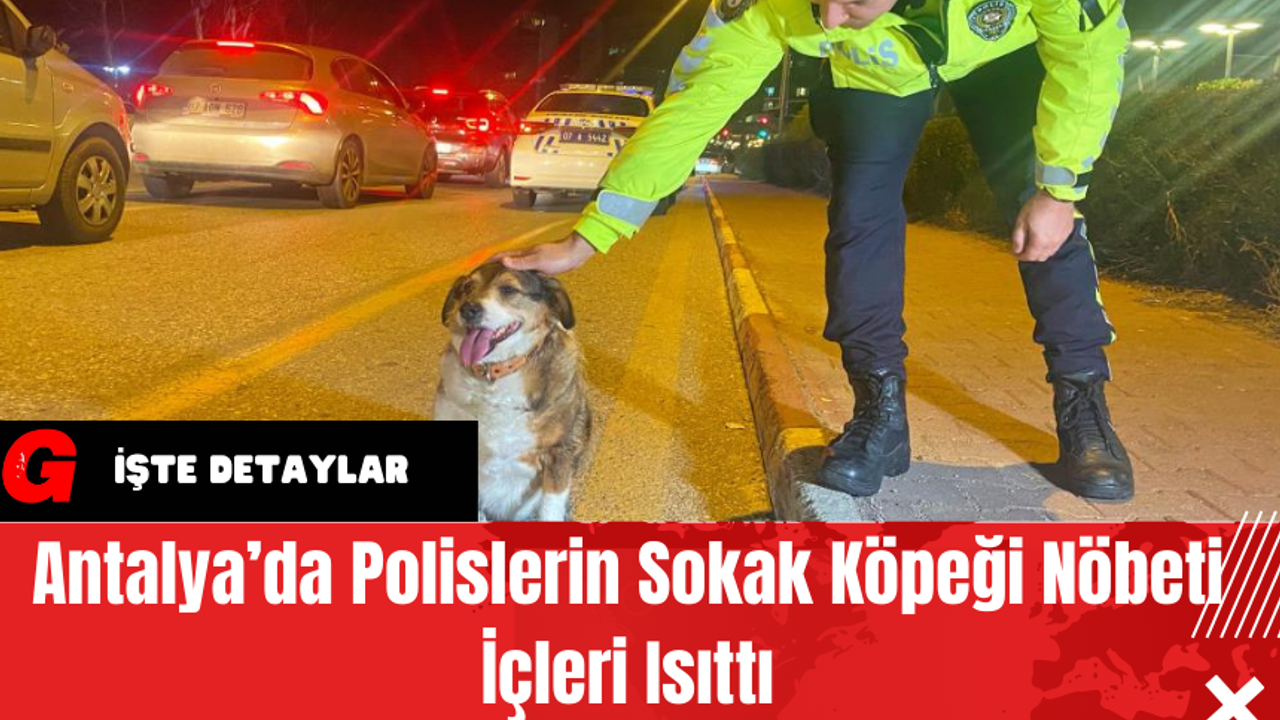Antalya’da Polislerin Sokak Köpeği Nöbeti İçleri Isıttı
