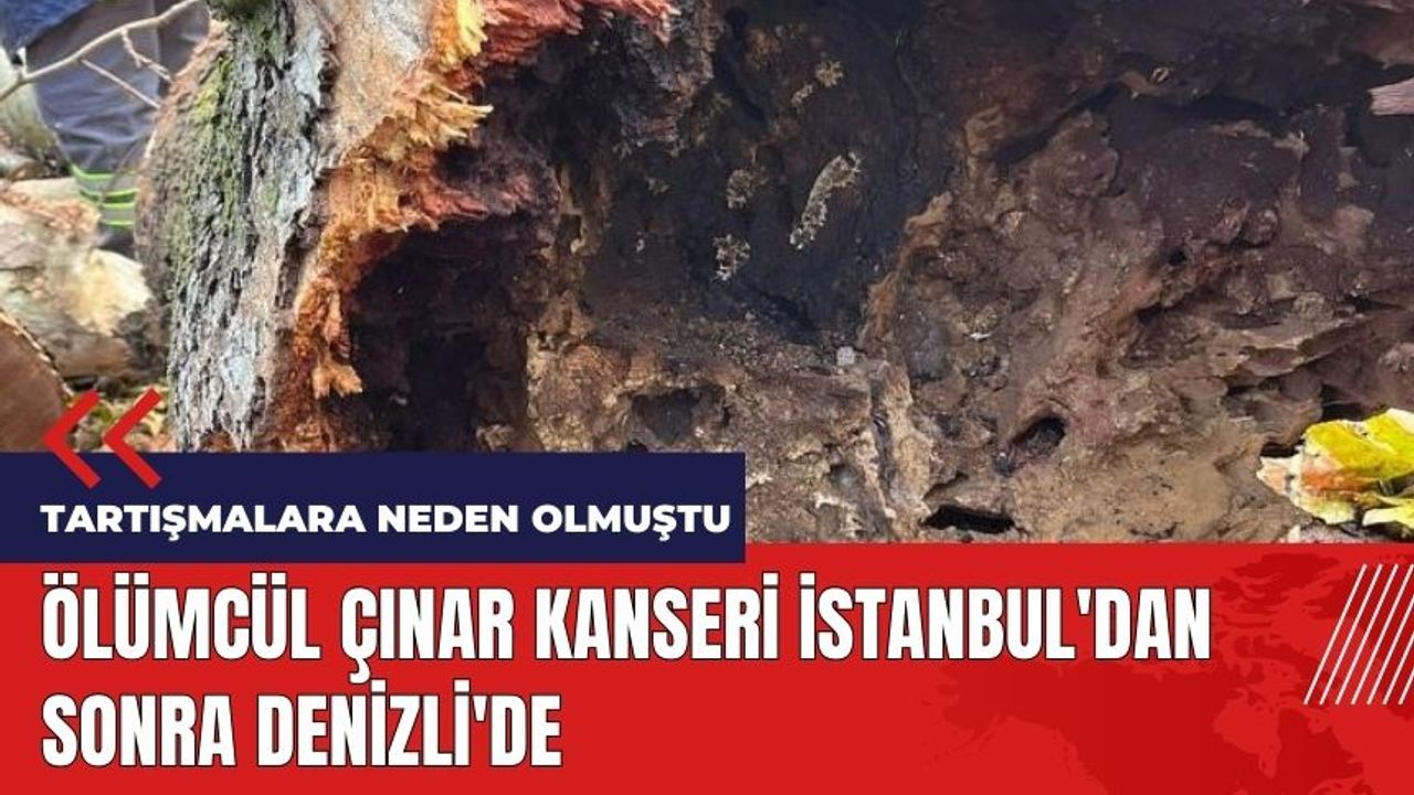 Ölümcül çınar kanseri İstanbul'dan sonra Denizli'de