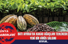 Batı Afrika'da Kakao Ağaçları Tehlikede: Yeni Bir Virüs Salgını